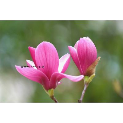 重陽木