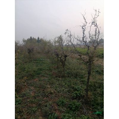 山西絳縣精品絢麗海棠基地