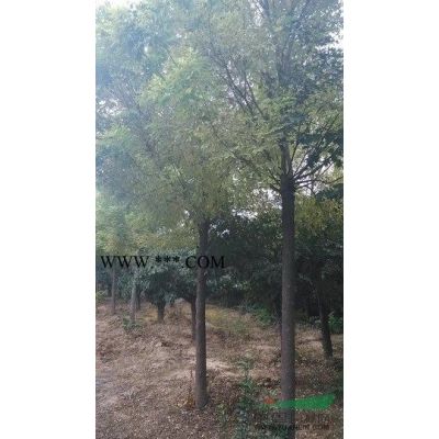 河南鄢陵卓林花木基地供應(yīng)精品，龍爪槐