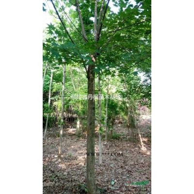丹楓苗木基地出售精品龍爪槐。