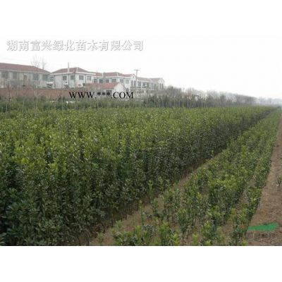 雪松，龍爪槐，深山含笑，含笑球，大葉梔子，龜甲冬青，龍柏等