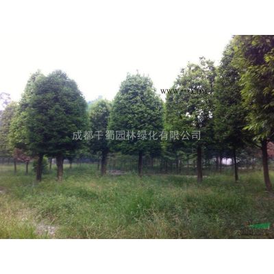 成都櫻花基地供應(yīng)日本晚櫻，15公分16公分櫻花多少錢一棵