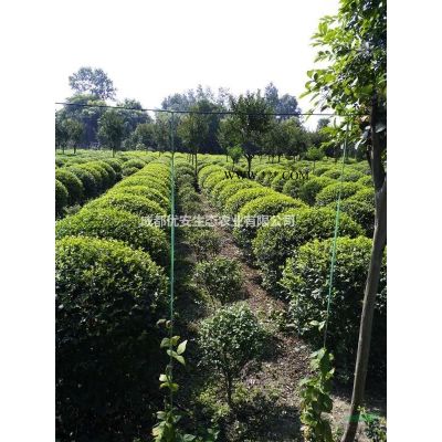 成都樸樹(shù)低價(jià)格便宜好樹(shù)農(nóng)戶(hù)直銷(xiāo)20公分25公分35公分