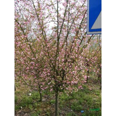 低價供應紅楓.櫻花,垂絲海棠等工程綠化苗木