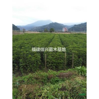 福建山櫻花種子