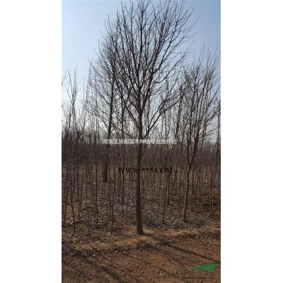 供應(yīng)各種規(guī)格櫻花 櫻花小苗基地