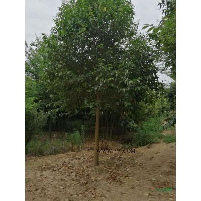 叢生樸樹