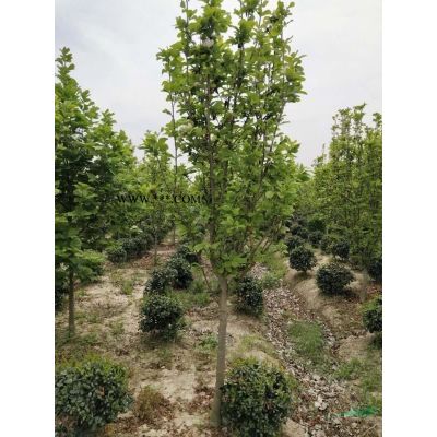 苗圃海量出售烏桕3-18公分
