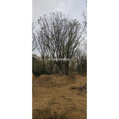 烏桕苗圖片  烏桕苗報(bào)價(jià)  歡迎咨詢長(zhǎng)興泗安澤林苗木場(chǎng)
