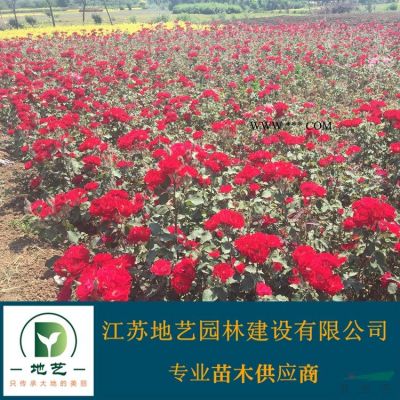 地藝苗圃大量供應(yīng)重陽木 重陽木基地 江蘇重陽木價(jià)格