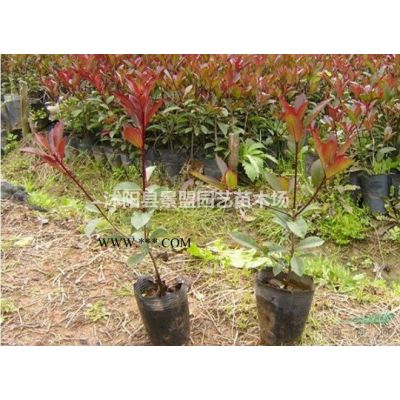 烏桕種子什么時候播種比較好？