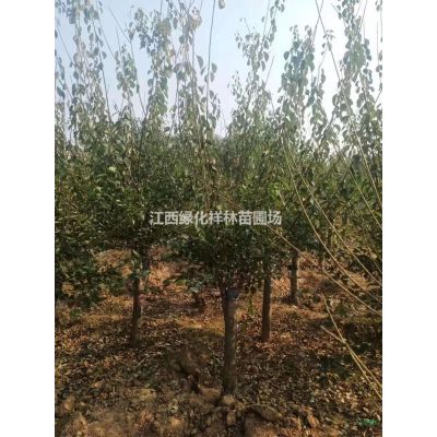 美觀與實用兼得——合歡，小苗的培養心得