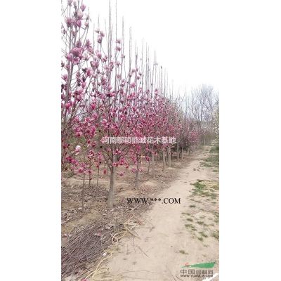 河南鄢陵供應(yīng)12公分合歡樹苗