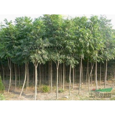 江西重陽木小苗 九江重陽木供應 3-6公分重陽木價格