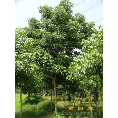 低價供應米徑5一6公分合歡