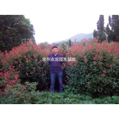 常州地區重陽木