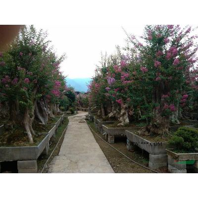 浙江對節白蠟盆景批售
