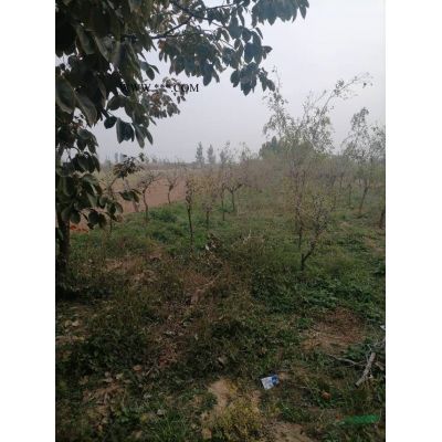 蘇生速生白蠟價格便宜 山西有大量的速生白蠟批發(fā)價格便宜