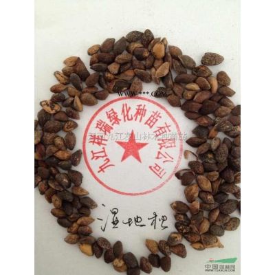 楓香種子九江楓香種子江西楓香種子。
