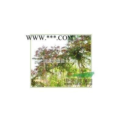 金葉白蠟價格 8-10公分金葉白蠟