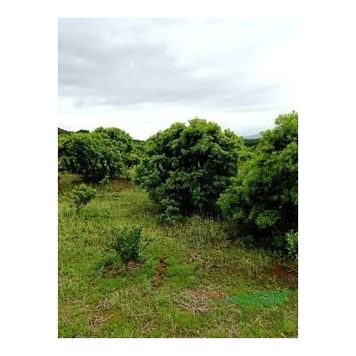 榔榆小苗，3公分，4公分，5公分榔榆小苗價格。