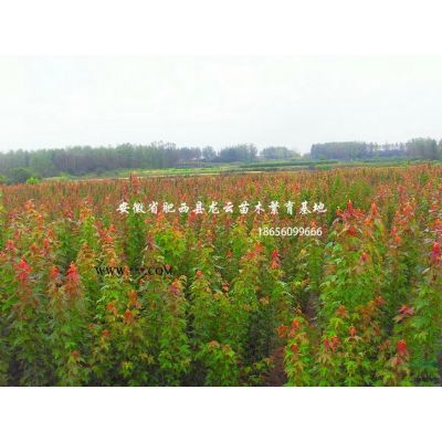 安徽龍爪槐 垂槐 柿樹 李樹 紅葉桃 紅梅 花石榴 紅玉蘭