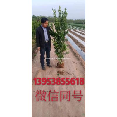 櫻花樹精品日本晚櫻小苗苗圃基地直銷供應價格低占地早櫻批發價格庭院綠化當年開花盆栽地栽樹染井吉野規格多