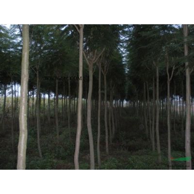 樸樹