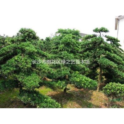 日本櫻花 關山櫻花 晚櫻 5—18公分價格便宜