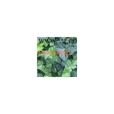 怎樣移植櫻花紅楓紫葉碧桃紫葉李廣玉蘭櫸樹國槐合歡成活率才會高