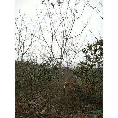 浙江提供重陽木15-20公分