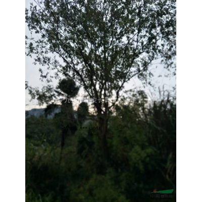 九江德安大量供應烏桕當年小苗地苗杯苗