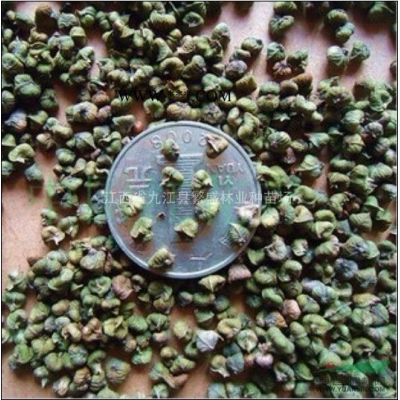 供應重陽木大樹