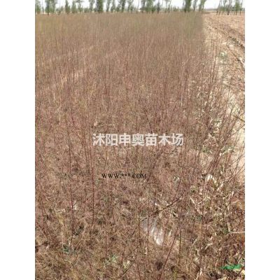 供應江蘇地區北美楓香2-15公分，自己苗圃苗價格超低