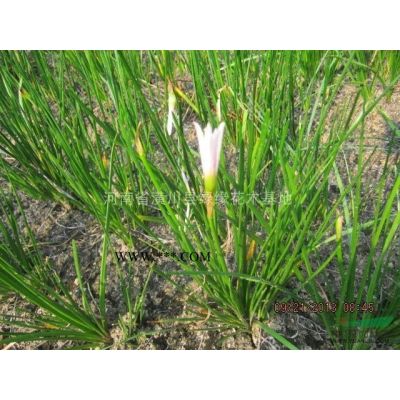 白蠟產地、白蠟價格、河南白蠟種植基地、白蠟樹綠化效果