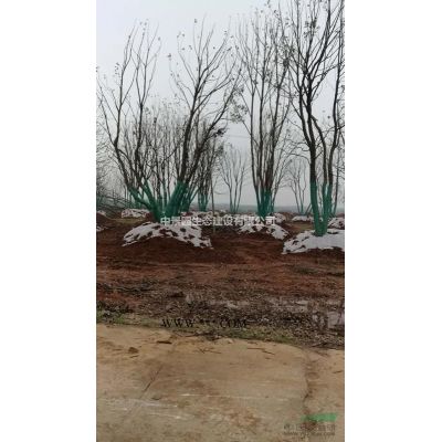 大量精品楓香12-18cm