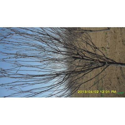 山東白蠟，山東白蠟種植銷(xiāo)售，白蠟價(jià)格，泰安本昌櫻花苗木基地