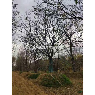 浙江供應(yīng)4-5公分榔榆規(guī)格* 基地直供