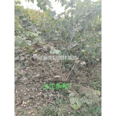 龍爪槐
