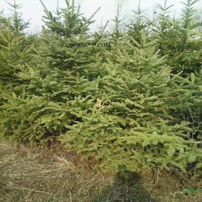 專業苗木基地5米以上白皮松批發基地 白皮松樹品質優良