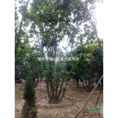 供應白皮松，華山松，油松，黑松，造型松，泰山景松，平頂松，