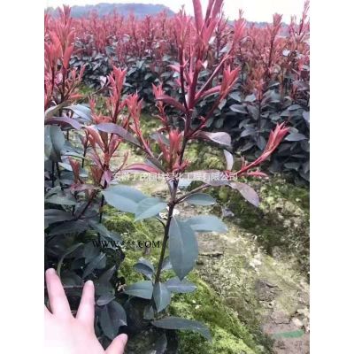 安徽供應(yīng)烏桕 滁州烏桕價(jià)格 烏桕基地規(guī)格*