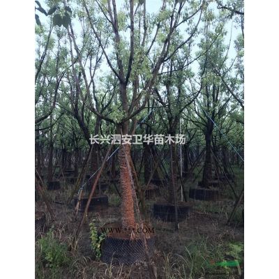 重陽(yáng)木、楓香、三角楓