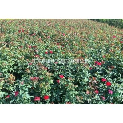 江蘇景曜生態苗木基地/供應/重陽木/圖片/產地直銷/批發價格