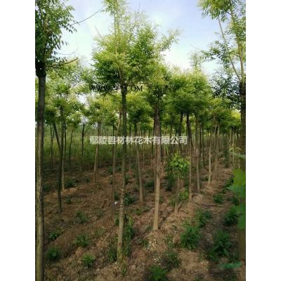 河南烏桕種植花木基地，烏桕價格，烏桕批發，烏桕直銷