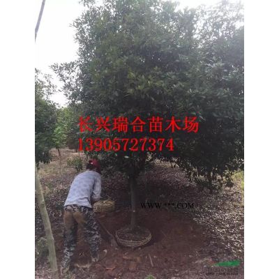 湖州合歡樹 長(zhǎng)興合歡 合歡樹價(jià)格