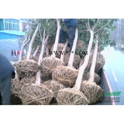 烏桕小苗，烏桕小苗價格、烏桕樹小苗