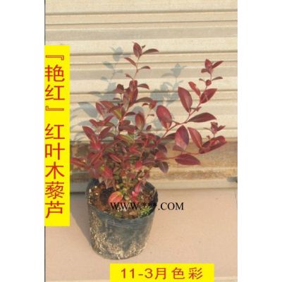 向江南地區*常綠錦緞合歡的可行性報告