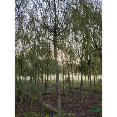 叢生國槐，叢生白蠟基地，叢生榆樹，叢生柳樹，