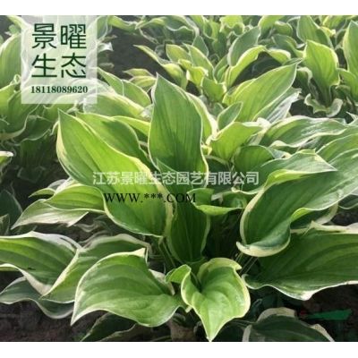 榔榆的產地在哪里/哪里便宜/江蘇景曜生態基地直銷批發價格圖片